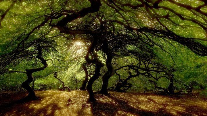 Die Seele des Waldes - Stefan Erdmann live